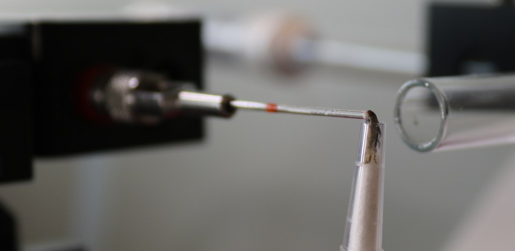 Bei der Elektroantennographie (EAG) strömt ein Mix flüchtiger Substanzen an den Antennen des jeweiligen Insektes vorbei. Ein Gerät registriert, worauf die Antennen reagieren. Dazu müssen z.T. die Antennen oder der Kopf des Insektes abgetrennt werden. Credits: Bruna Czarnobai, Julius Kühn-Institut