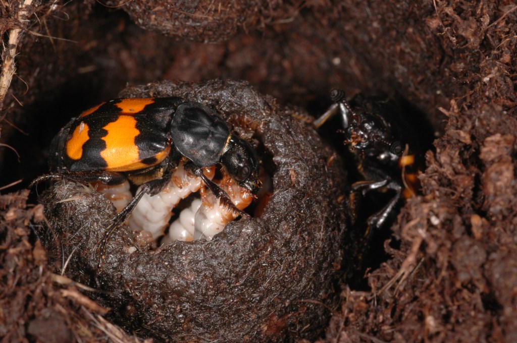 Credits: Heiko Bellmann