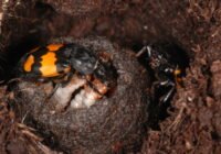 Credits: Heiko Bellmann