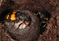 Credits: Heiko Bellmann