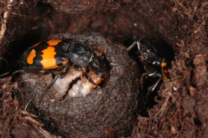 Credits: Heiko Bellmann