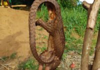 Credits: Lunis Bolognino de Orth