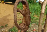 Credits: Lunis Bolognino de Orth