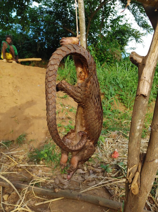 Credits: Lunis Bolognino de Orth