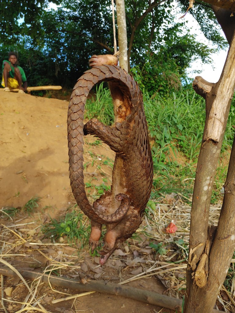 newsimage410567 | Pugnalom Credits: Lunis Bolognino de Orth