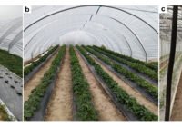 Credits: Alessandro Fabrizi, Universität Augsburg