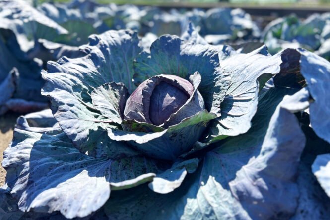 Credits: V. Pú?iková, IGZ