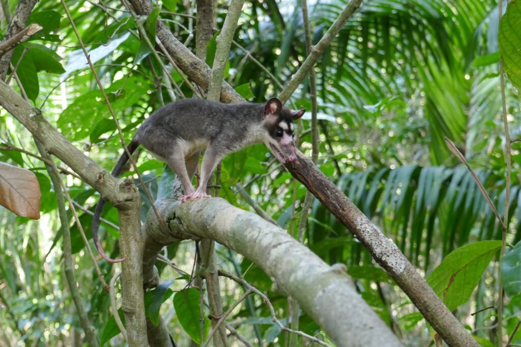 newsimage410657 | Pugnalom Oppossum Credits: Alexander Heni