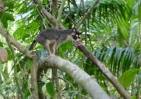 Oppossum Credits: Alexander Heni 