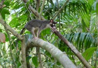 Oppossum Credits: Alexander Heni 