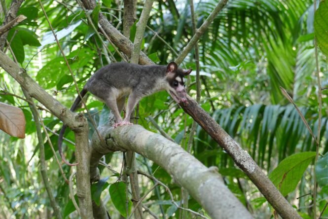 newsimage410657 | Pugnalom Oppossum Credits: Alexander Heni