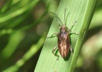 Credits: Max-Planck-Institut für chemische Ökologie