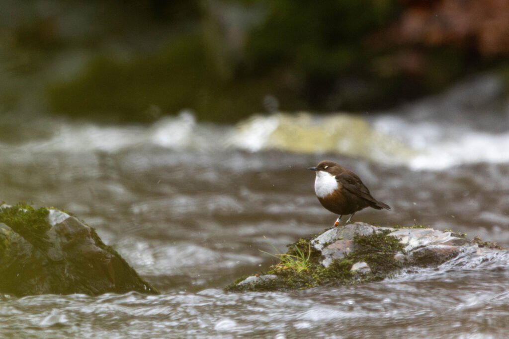 Credits: Kevin Duclos