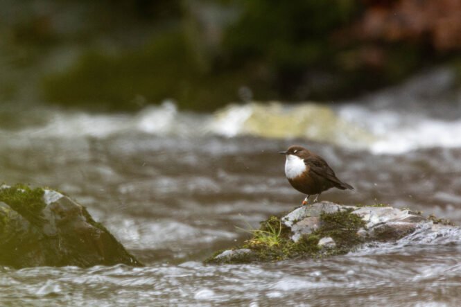 Credits: Kevin Duclos