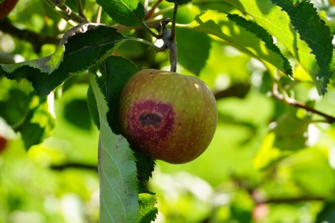 newsimage410744 | Pugnalom Credits: ATB