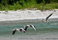 Credits: Josef Hemetsberger, KLF