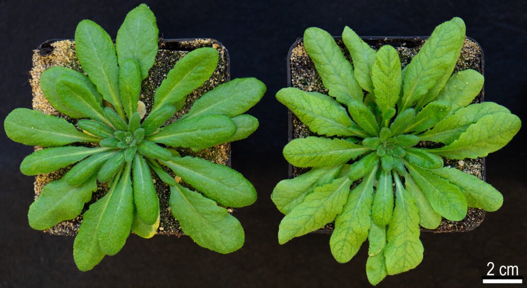 Arabidopsis, links Wildtyp. Credits: Franzisca Kuhnert, HHU