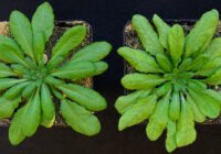 Arabidopsis, links Wildtyp. Credits: Franzisca Kuhnert, HHU