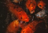 Credits: AINNNEK, pexels