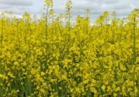 Credits: Eleonora Cordero, pexels