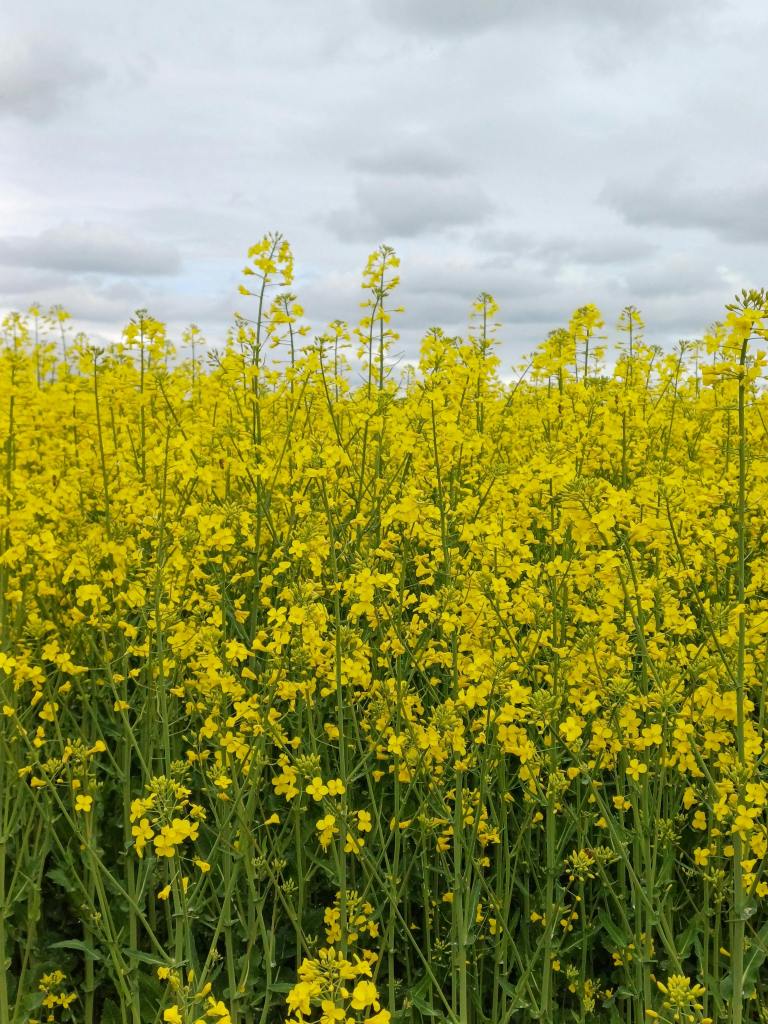 Credits: Eleonora Cordero, pexels