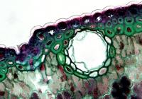 Credits: Fayette Reynolds M.S., pexels