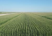 Credits: Ramazan Ceran, pexels