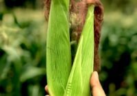 Credits: Ram Iyengar, pexels