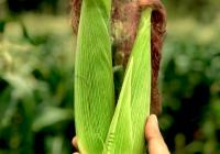 Credits: Ram Iyengar, pexels