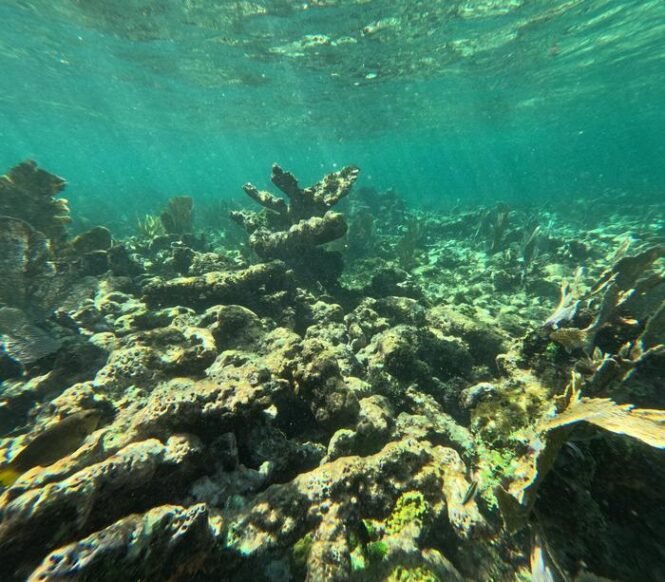 Low-Res_Dead reef crest in the Mexican Caribbean. Credit Chris Perry | Pugnalom