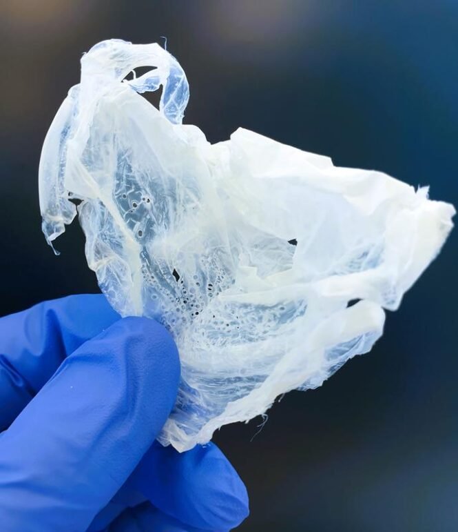 PHA | Pugnalom Der Kunststoff Polyhydroxyalkanoat (PHA), produziert aus organischen Säuren | Copyright: © Fraunhofer IGB