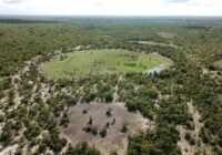 Eine neue Studie der Universität Wien erklärt, warum "Feenkreise" – runde Stellen, an denen die Vegetation geschädigt ist, wie hier im São Francisco Becken in Brasilien – absinken und wie ihr Durchmesser mit der Tiefe der Wasserstoffquelle zusammenhängt. | Copyright: Alain Prinzhofer