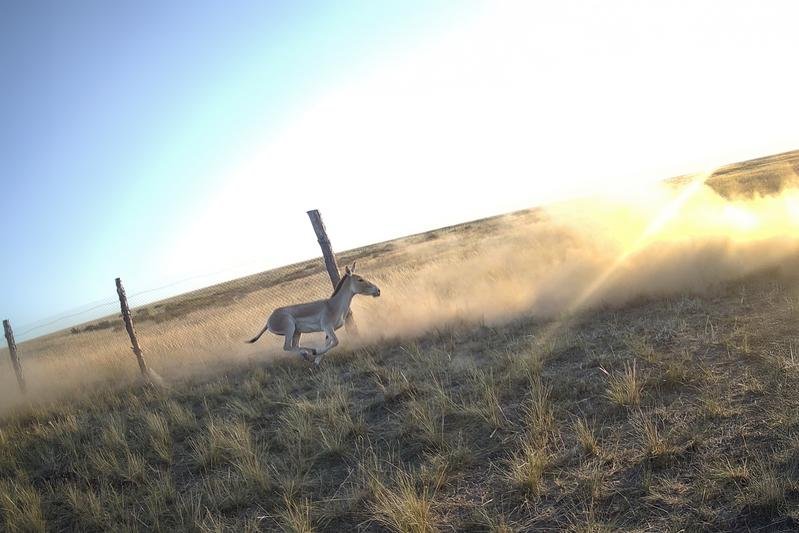 kulane | Pugnalom Ein Kulan (Equus hemionus kulan) läuft durch die Steppe, während Staub aufgewirbelt wird.