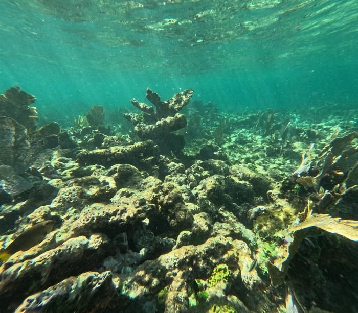 low-res_dead reef crest in the mexican caribbean4424638979967228787. | Pugnalom