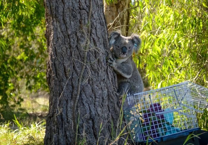 low-res_sci-koala-retrovirus-1080-credit currumbinwildlifehospital6760328010336990683. | Pugnalom