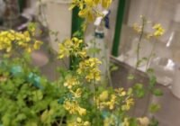 Weißer Senf (Sinapis alba L.) wurde als Versuchspflanze verwendet, und die Reaktionen waren Samenkeimung, Pflanzenwachstum und Anzahl der Blüten.