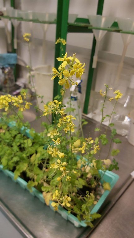 Weißer Senf (Sinapis alba L.) wurde als Versuchspflanze verwendet, und die Reaktionen waren Samenkeimung, Pflanzenwachstum und Anzahl der Blüten.