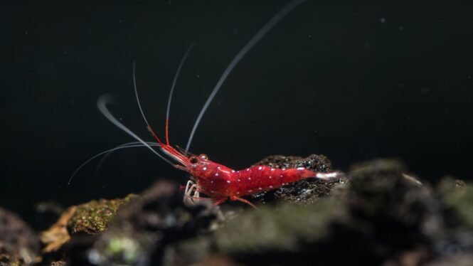 2025-10-07-pm-suesswasserkrebsart-caridina-dennerli-c-ude-sebastian-prati | Pugnalom