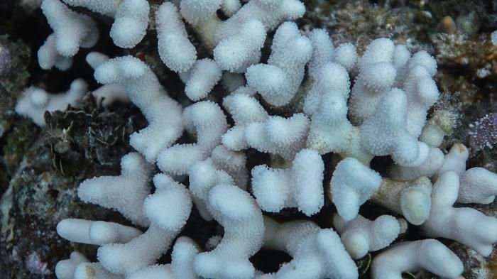 low-res_b11a1534_edit8516905369253928251 | Pugnalom