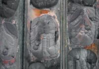 Credits: Curioso Photographie, pexels