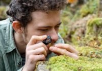 Erstautor der Studie, der Biologe Till Deilmann von der Uni Jena, nimmt Moospflanzen unter die Lupe. | Quelle: Nicole Nerger/Uni Jena