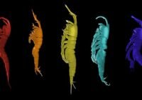 Fünf neue Krebstierarten aus der Gattung Leptastacus – hier unterschiedlich eingefärbt – konnten Forschende in der Deutschen Bucht nachweisen. | Copyright: Sven Rossel