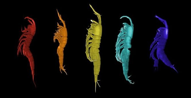 Fünf neue Krebstierarten aus der Gattung Leptastacus – hier unterschiedlich eingefärbt – konnten Forschende in der Deutschen Bucht nachweisen. | Copyright: Sven Rossel