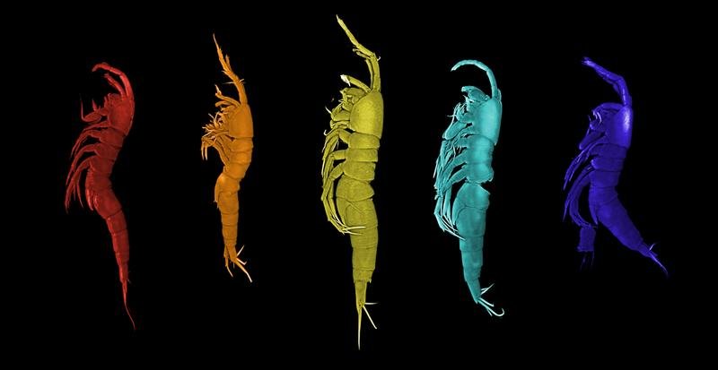 Fünf neue Krebstierarten aus der Gattung Leptastacus – hier unterschiedlich eingefärbt – konnten Forschende in der Deutschen Bucht nachweisen. | Copyright: Sven Rossel 