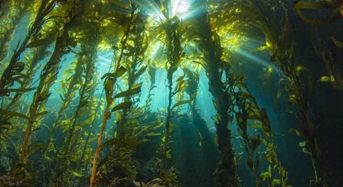 low-res_kelp-sunburst-uc-santa-barbara3293714150384088510 | Pugnalom