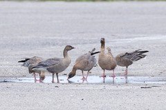 12da8d6dbc1441e7a224228880ba0b60240jpg | Pugnalom