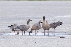 12da8d6dbc1441e7a224228880ba0b60972655477482139963jpg | Pugnalom