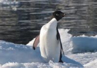 Ein Adéliepinguin, fotografiert von Prof. Bethan Davies. Adéliepinguine sind in hohem Maße von der Meereisbedeckung und einer gesunden Krillpopulation abhängig, die beide durch die Klimakrise gefährdet sind. In der westlichen Antarktischen Halbinsel wurden sie teilweise durch Eselspinguine ersetzt, die weniger vom Eis abhängig sind und sich etwas besser an ihre Ernährung anpassen können. Kredit Professorin Bethan Davies