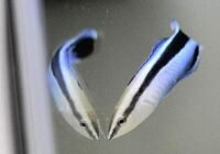 Es wurde festgestellt, dass Putzerfische in Gegenwart ihres eigenen Spiegelbildes kognitive Fähigkeiten wie Säugetiere zeigen. Credits: Osaka Metropolitan University