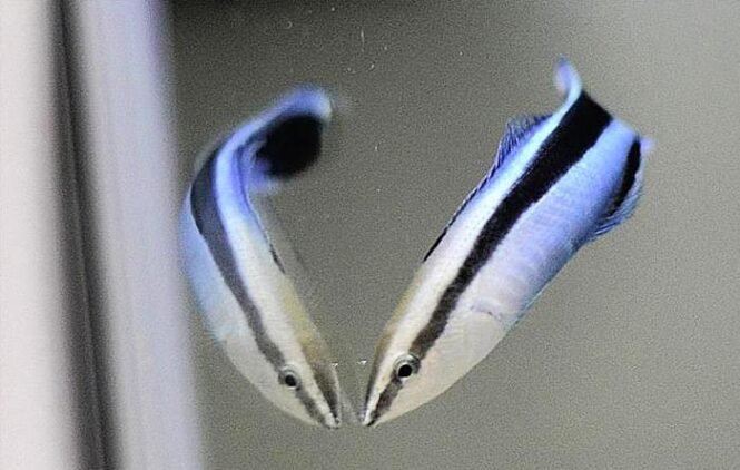 Es wurde festgestellt, dass Putzerfische in Gegenwart ihres eigenen Spiegelbildes kognitive Fähigkeiten wie Säugetiere zeigen. Credits: Osaka Metropolitan University